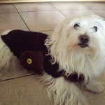 modele crochet manteau pour chien